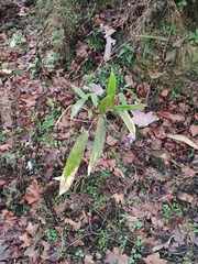 Indocalamus latifolius