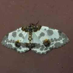 Abraxas amicula-illuminata