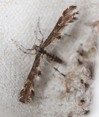 Oxyptilus parvidactyla