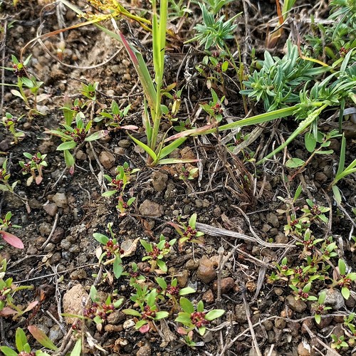 Bergia ammannioides (Bergia ammannioides)