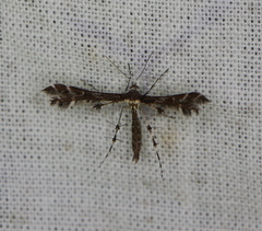 Oxyptilus pilosellae