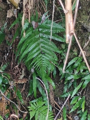 Dryopteris varia