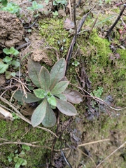 Thyrocarpus sampsonii