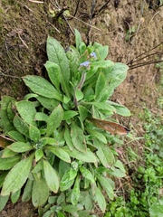 Thyrocarpus sampsonii