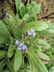 Thyrocarpus sampsonii