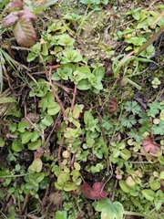 Lysimachia christinae