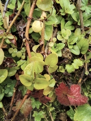 Lysimachia christinae