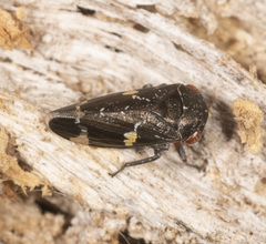 Eurymeloides punctata