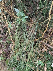 Equisetum ramosissimum