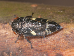 Eurymeloides punctata