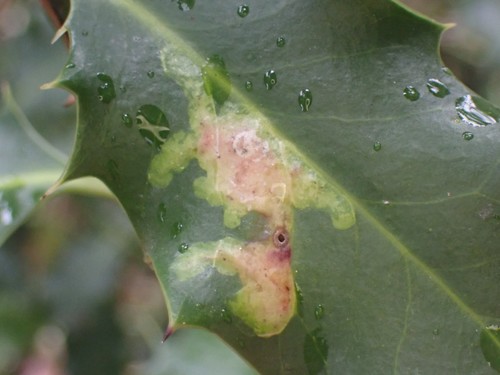 European Holly Leafminer photo 5