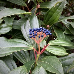 Viburnum davidii