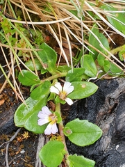 Scaevola hookeri