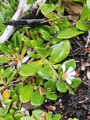 Scaevola hookeri