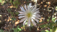 Trichodiadema attonsum