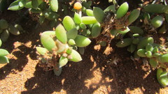 Trichodiadema attonsum