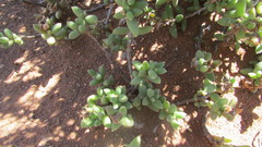 Trichodiadema attonsum