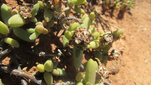 Image of Trichodiadema attonsum by (c) James Deacon, some rights reserved (CC BY-SA)
