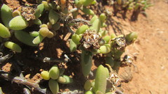 Trichodiadema attonsum