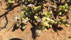 Trichodiadema attonsum