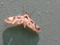 Theila siennata
