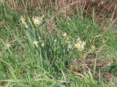 Narcissus tazetta tazetta