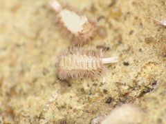 Lophoproctidae