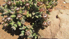 Octopoma tanquanum