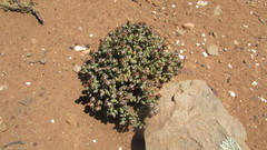Octopoma tanquanum