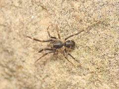 Liophrurillus flavitarsis