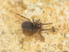 Lathys stigmatisata