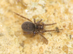 Lathys stigmatisata