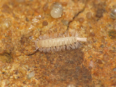 Lophoproctidae