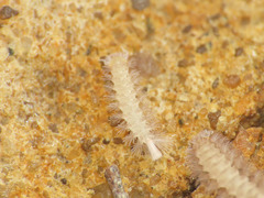 Lophoproctidae