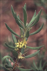 Persoonia rigida
