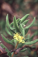 Persoonia rigida