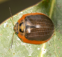 Paropsisterna agricola