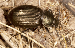 Adelium tenebrioides