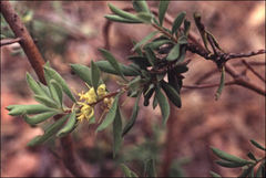 Persoonia rigida