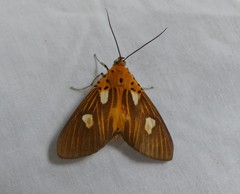 Asota orbona