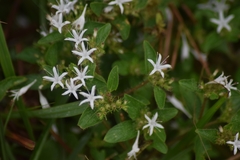 Virectaria multiflora image