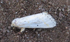Lacipa gracilis