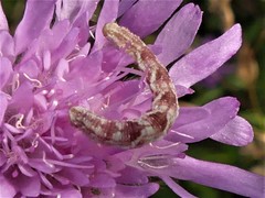Eupithecia centaureata