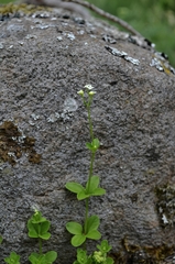Galium rotundifolium