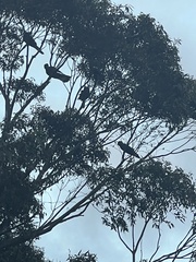 Zanda funerea funerea