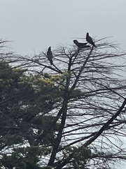 Zanda funerea funerea