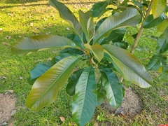 Magnolia lucida