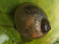 Bullastra lessoni