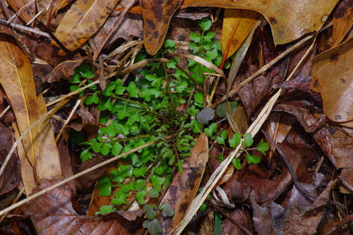 Image of Cardamine parviflora by (c) Michelle W. （鍾偉瑋）, some rights reserved (CC BY)