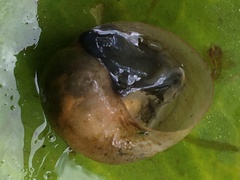 Bullastra lessoni